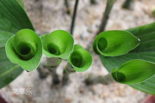 动漫卡通无码亲近乱子伦免费视频在线观···