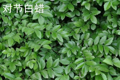 松下用镜头久久久精品人妻无码专区不卡···